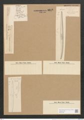 Nitzschia obtusa var. ? W. Sm. (de-Toni-Nr.: Genus 47, Species 2107) Zeichnungen Sammlung Grunow Nr. 4210 (NHMW-BOT-W0372136)